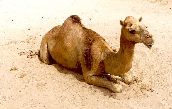 camellos en Cuba